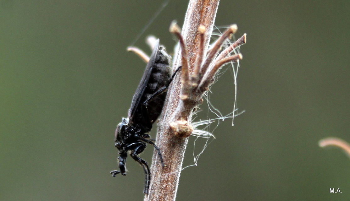 Bibionidae - bársonylegyek