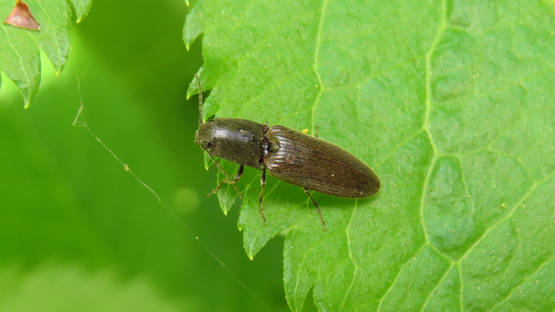 Athous haemorrhoidalis - szurkos pattanó Athous haemorrhoidalis - szurkos pattanó