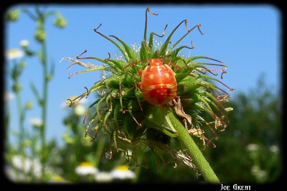 Pentatomidae - címerespoloskák