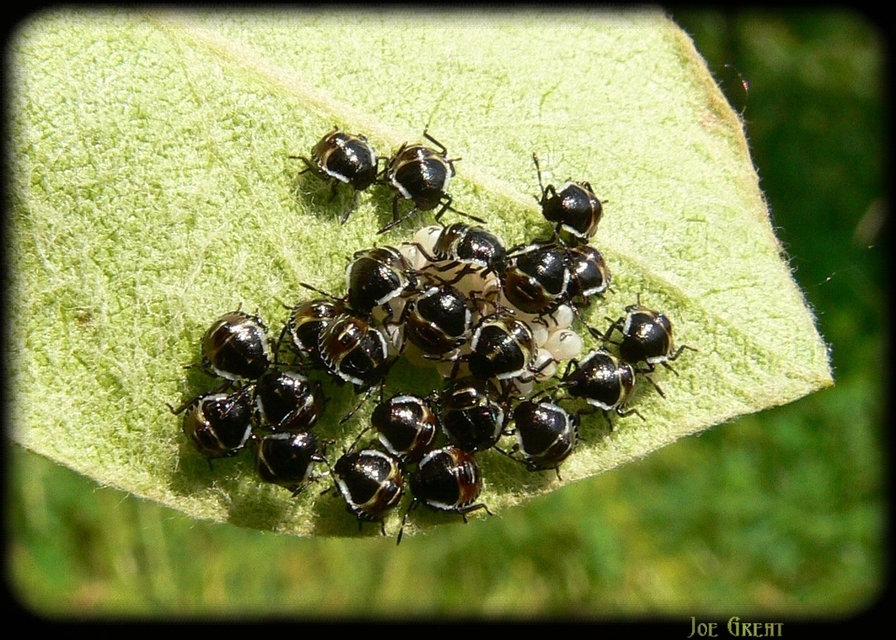 Palomena