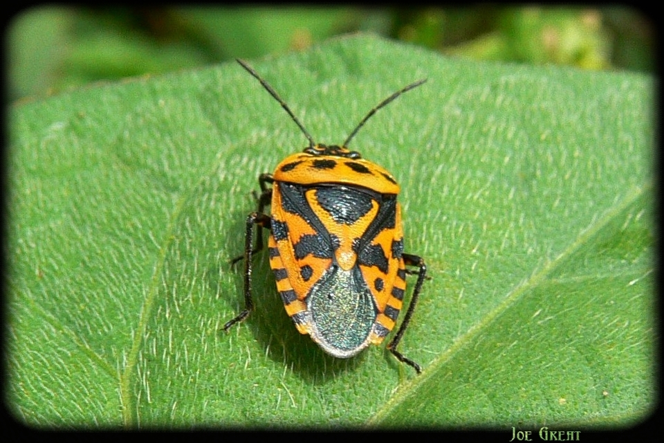 Eurydema ventralis - káposztapoloska