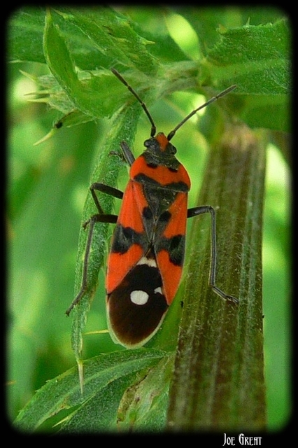 Lygaeus equestris/simulans