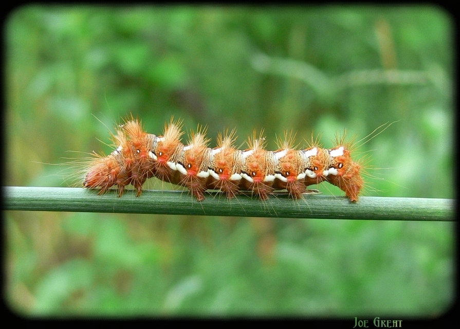 Acronicta rumicis - sóska-szigonyosbagoly
