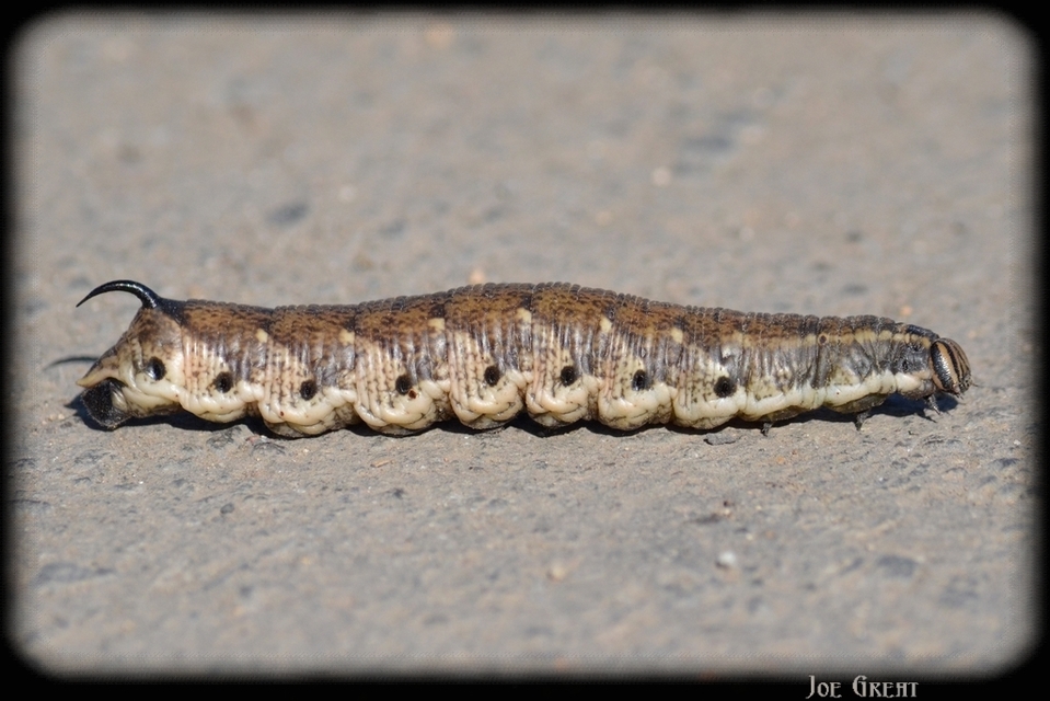 Agrius convolvuli - szulákszender