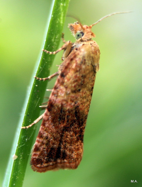 Celypha striana - pitypangfúró tükrösmoly