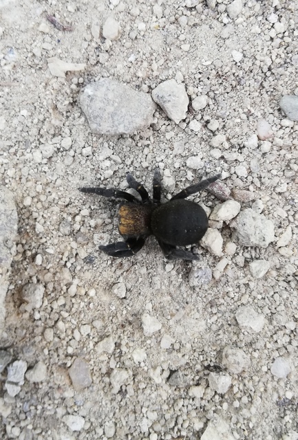 Eresus moravicus - sárgafejű bikapók Eresus moravicus - sárgafejű bikapók
