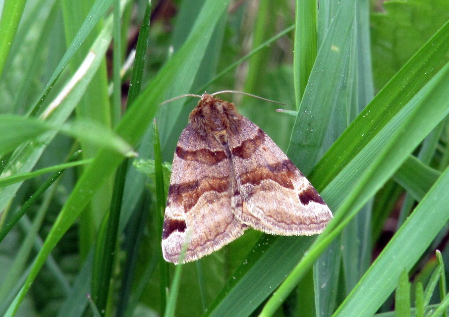 Euclidia glyphica - közönséges nappalibagoly