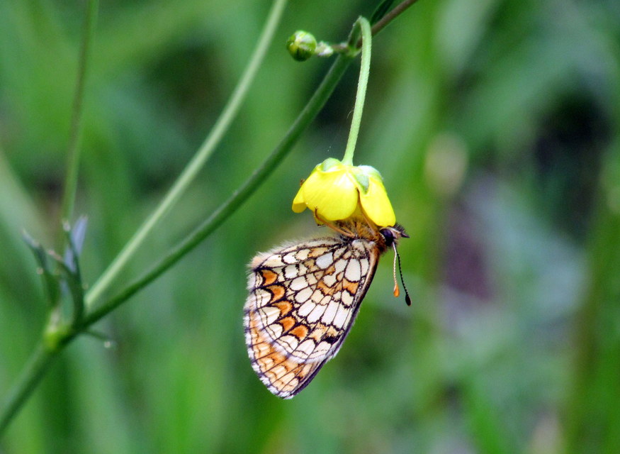Melitaea athalia - közönséges tarkalepke