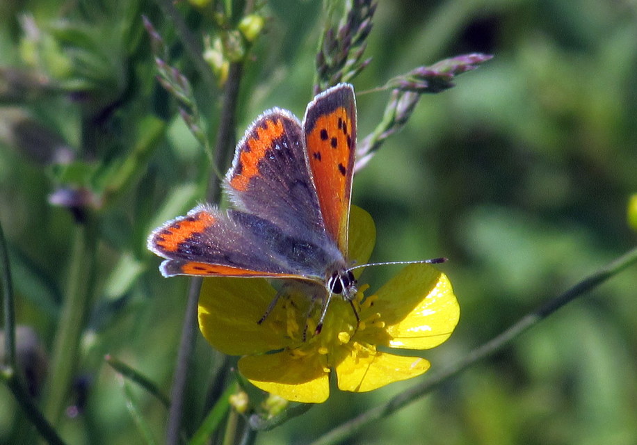 Lycaena phlaeas - közönséges tűzlepke