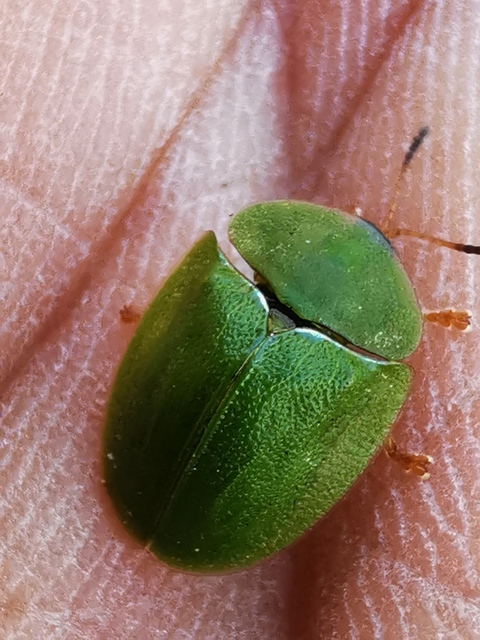 Cassida viridis - zöld pajzsbogár Cassida viridis - zöld pajzsbogár