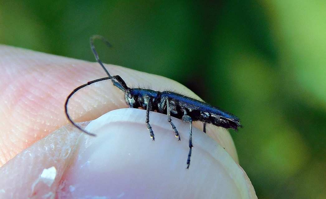 Agapanthia violacea - kék somkórócincér