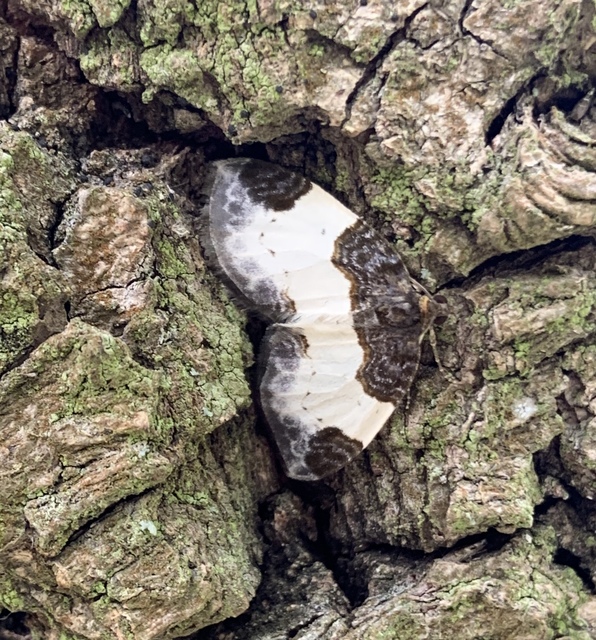 Mesoleuca albicillata - tarka fűzfaaraszoló