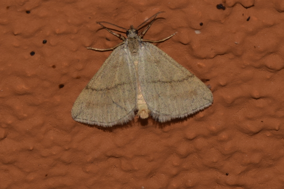 Lithostege griseata - szürke araszoló