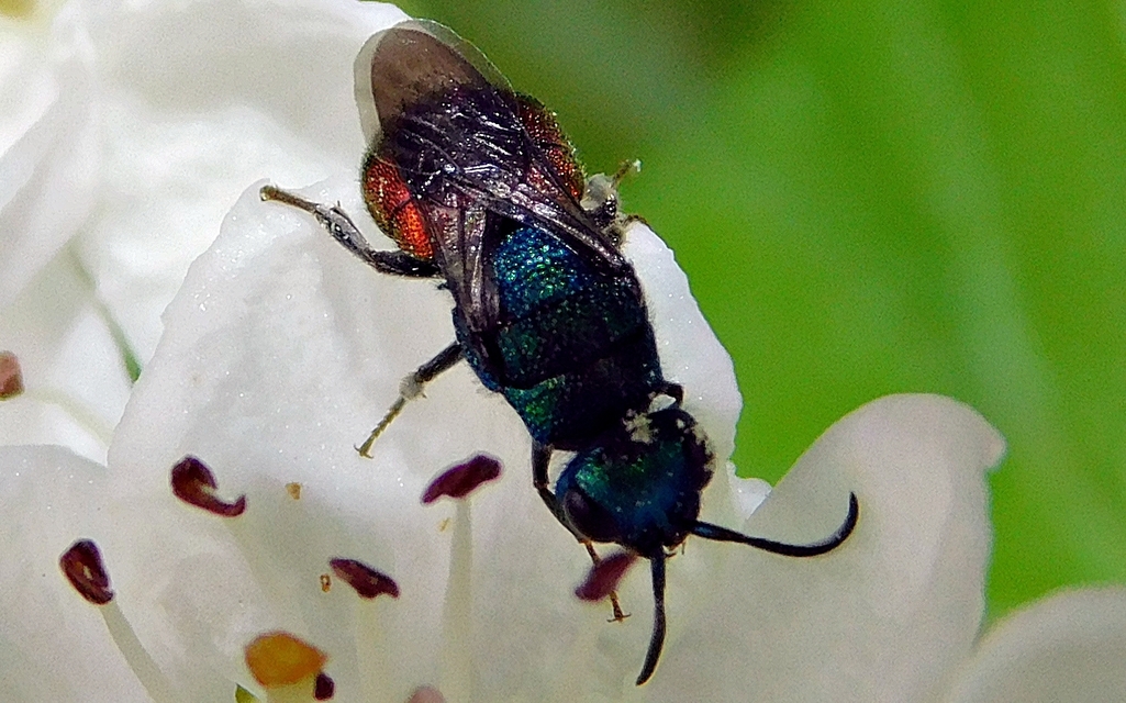Chrysididae - fémdarazsak
