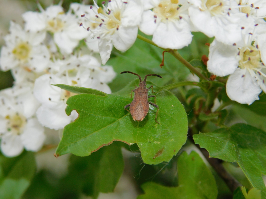 Spathocera