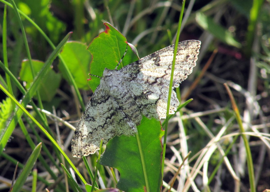 Ascotis selenaria - holdas faaraszoló