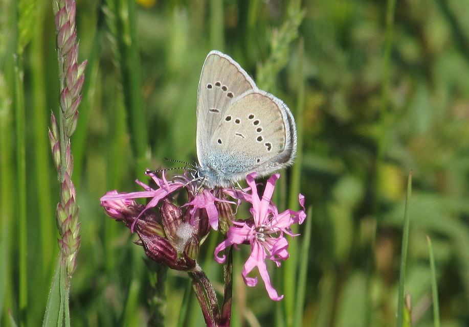 Cyaniris semiargus - aprószemes boglárka