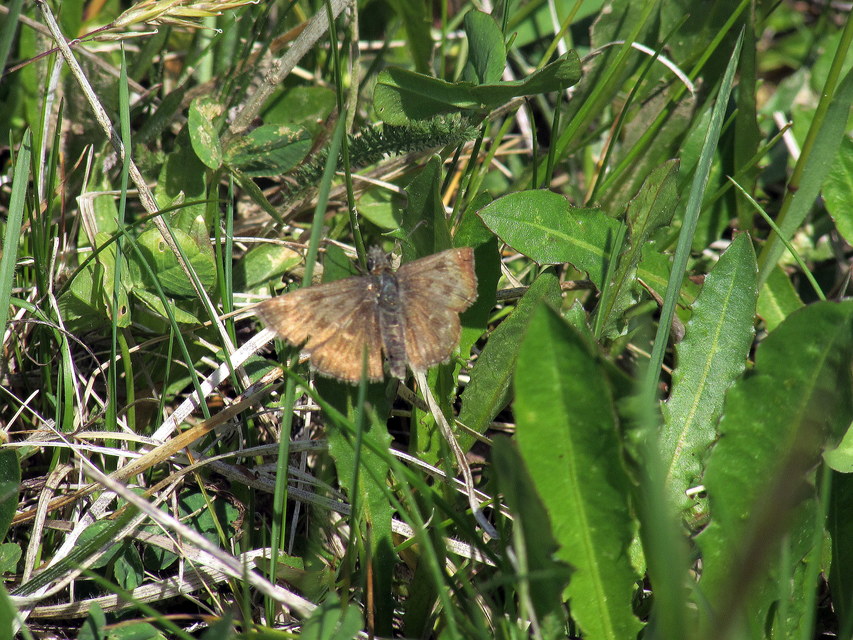 Erynnis tages - cigánylepke