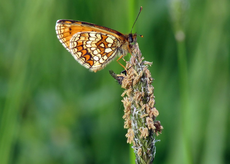 Melitaea athalia - közönséges tarkalepke