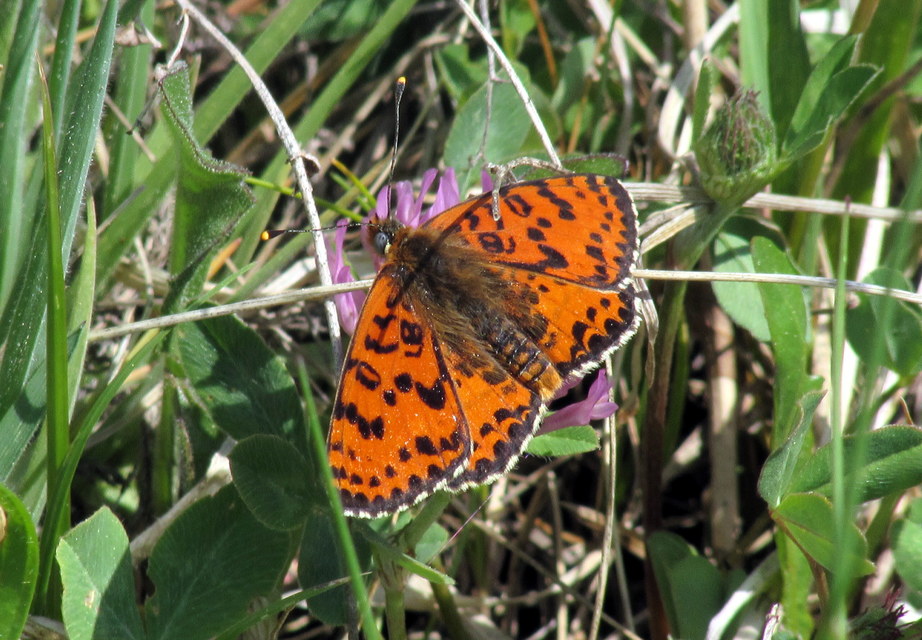 Melitaea didyma - tüzes tarkalepke