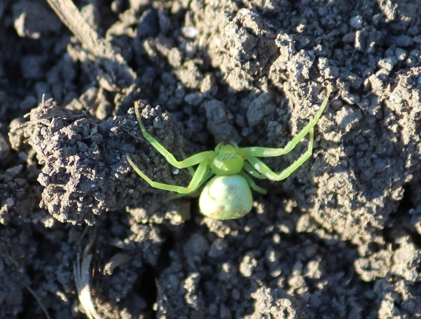 Ebrechtella tricuspidata - alakoskodó karolópók