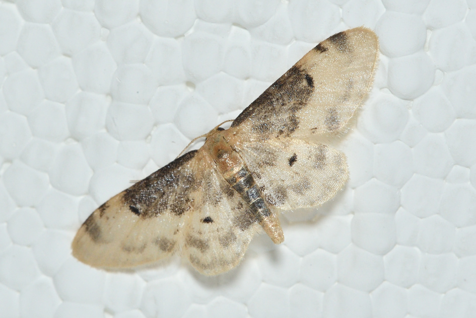 Idaea filicata - sötéttövű apróaraszoló