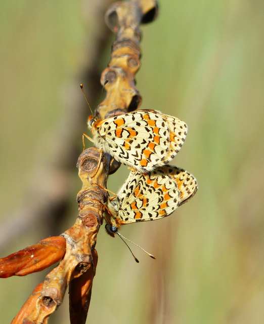 Melitaea trivia - kis tarkalepke