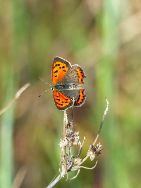 Lycaena phlaeas - közönséges tűzlepke