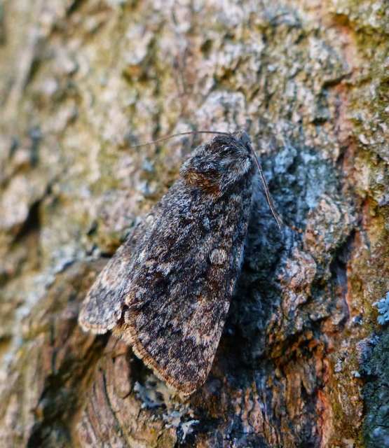 Acronicta megacephala - nagyfejű szigonyosbagoly
