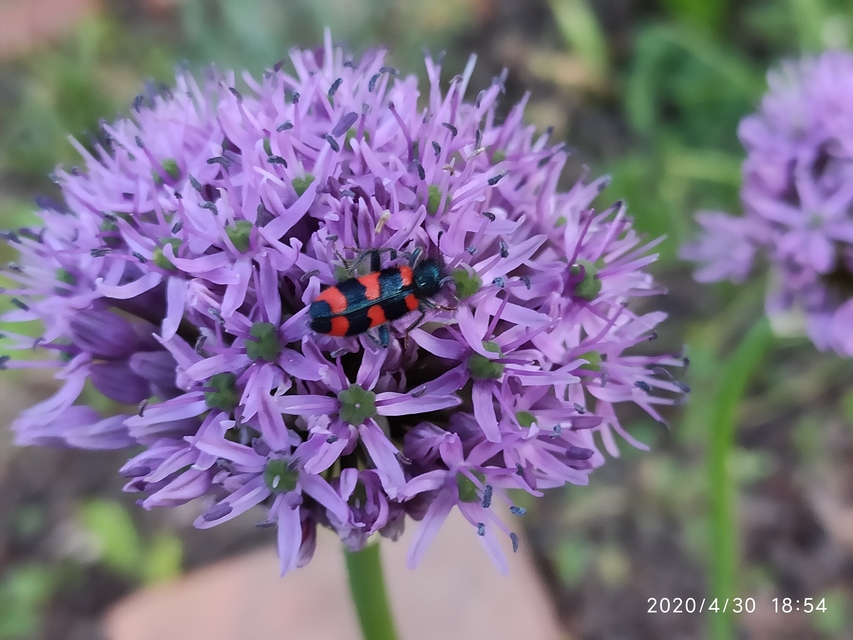 Trichodes favarius - hatfoltos méhészbogár