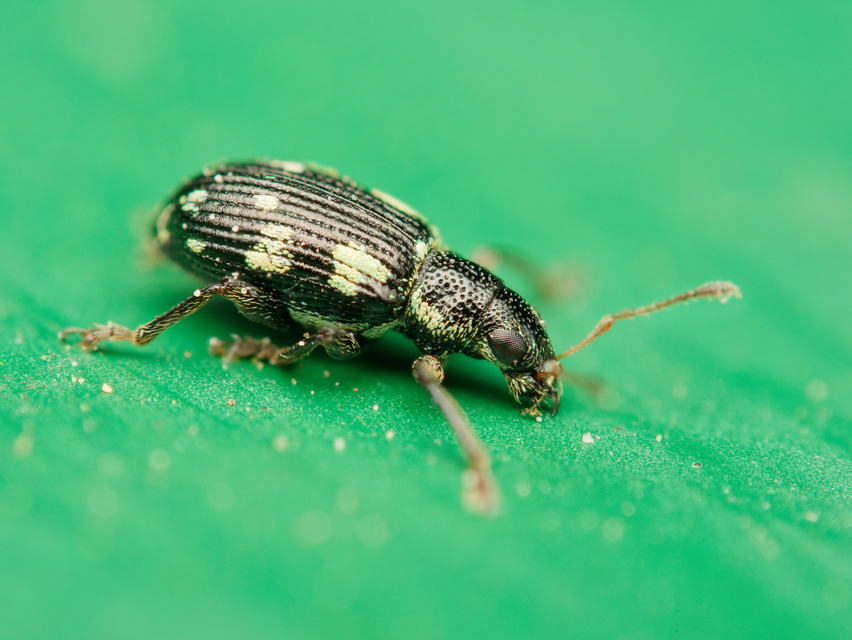 Polydrusus picus - pikkelyfoltos lombormányos