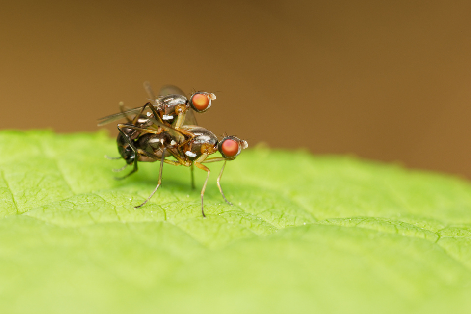 Sepsidae - billegetőlégyfélék