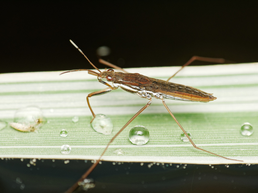 Gerridae - molnárpoloskák