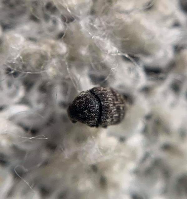 Anthribus nebulosus - ködfoltos pajzstetvész-orrosbogár