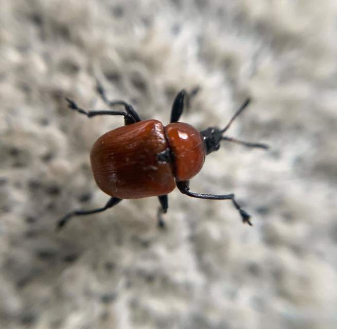 Attelabus nitens - tölgy-levélsodró