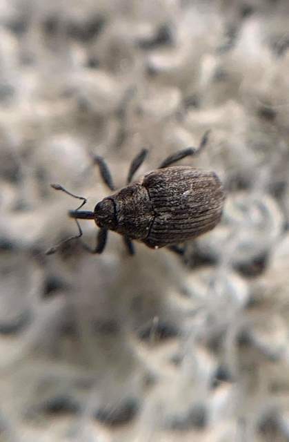 Ceutorhynchus sophiae - sebforrasztófű-ceutormányos