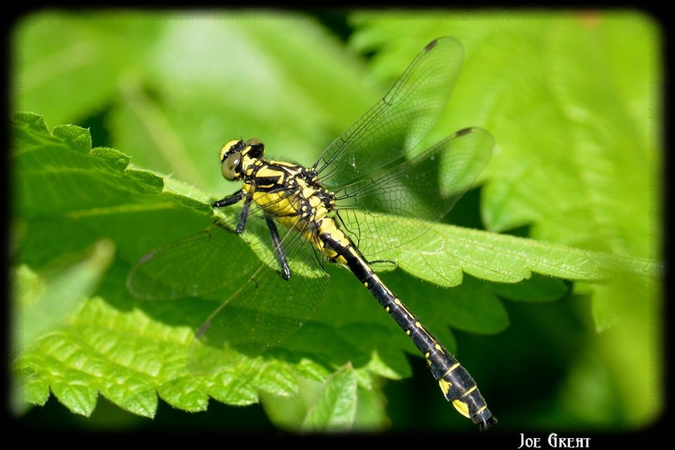 Gomphus vulgatissimus - feketelábú folyami-szitakötő