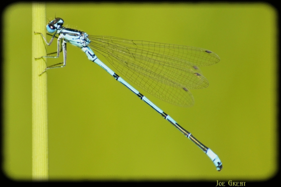 Coenagrion puella - azúrkék légivadász