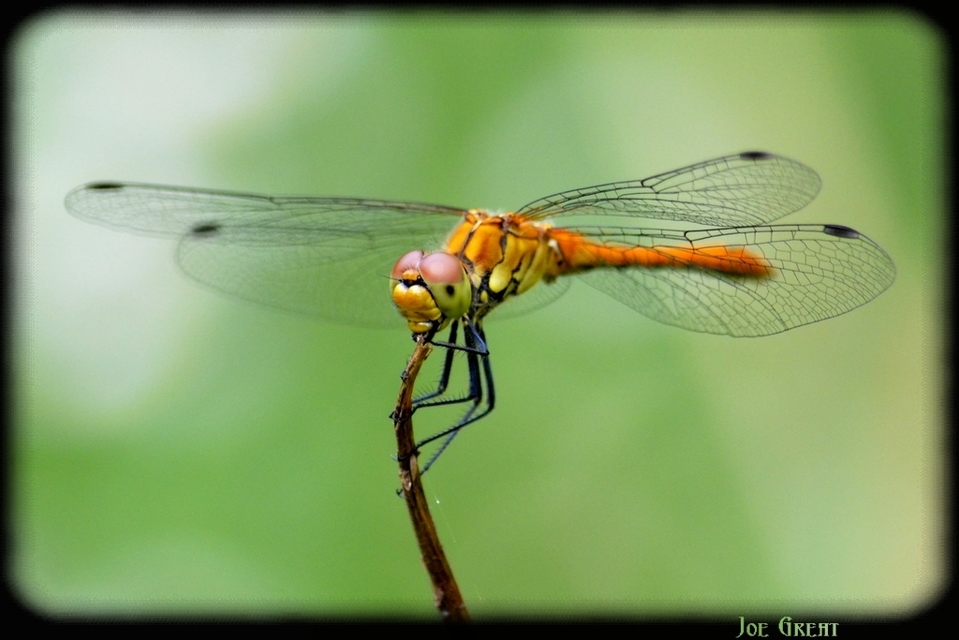 Sympetrum sanguineum - vörös katona-szitakötő