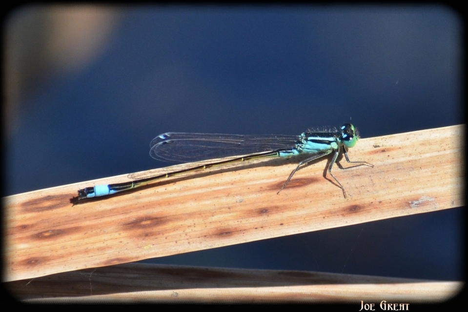 Ischnura elegans pontica - kéköves légivadász