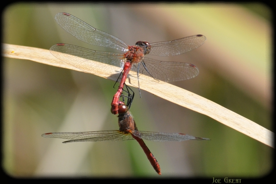 Sympetrum sanguineum - vörös katona-szitakötő