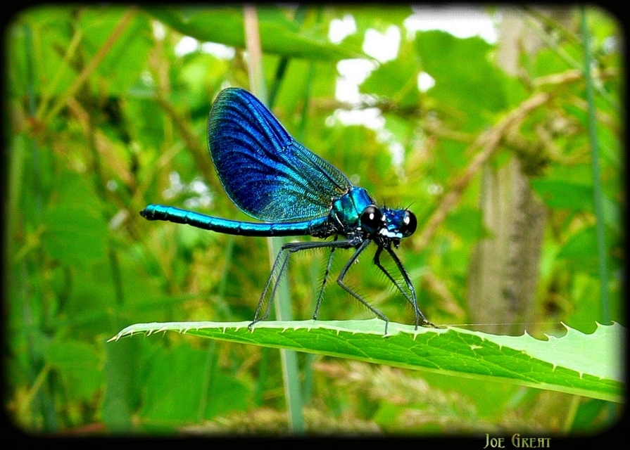 Calopteryx splendens - sávos szitakötő