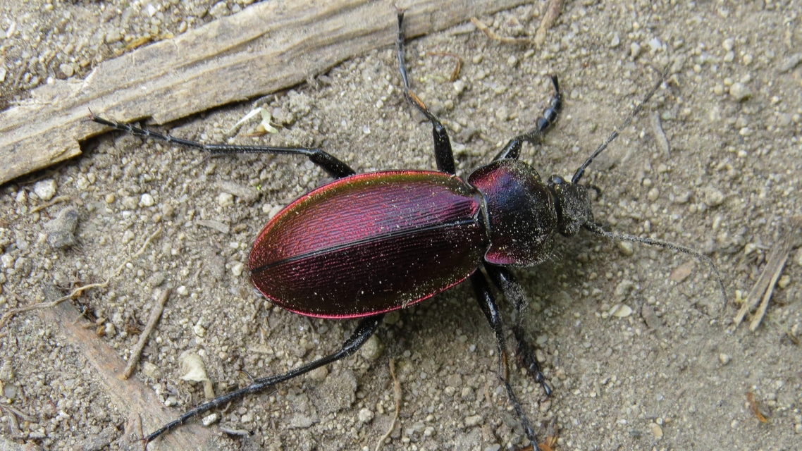 Carabus scheidleri jucundus - pompás változó futrinka