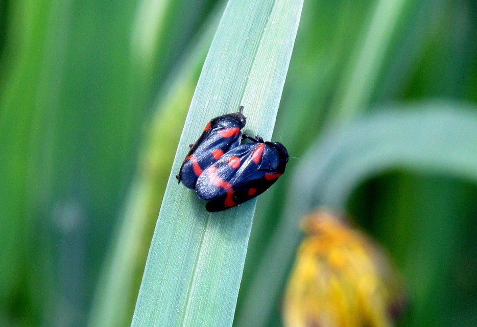 Cercopis