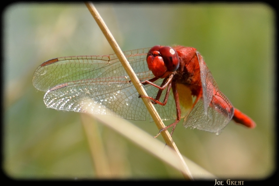 Crocothemis erythraea - skarlát szitakötő