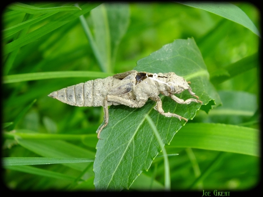 Gomphus vulgatissimus - feketelábú folyami-szitakötő