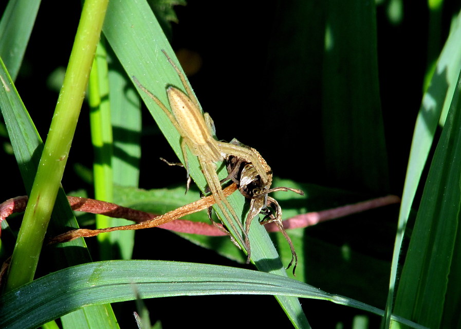 Tibellus