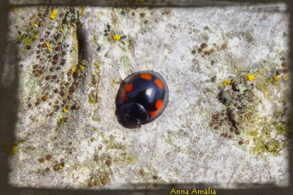 Exochomus quadripustulatus - négyfoltos szerecsenkata