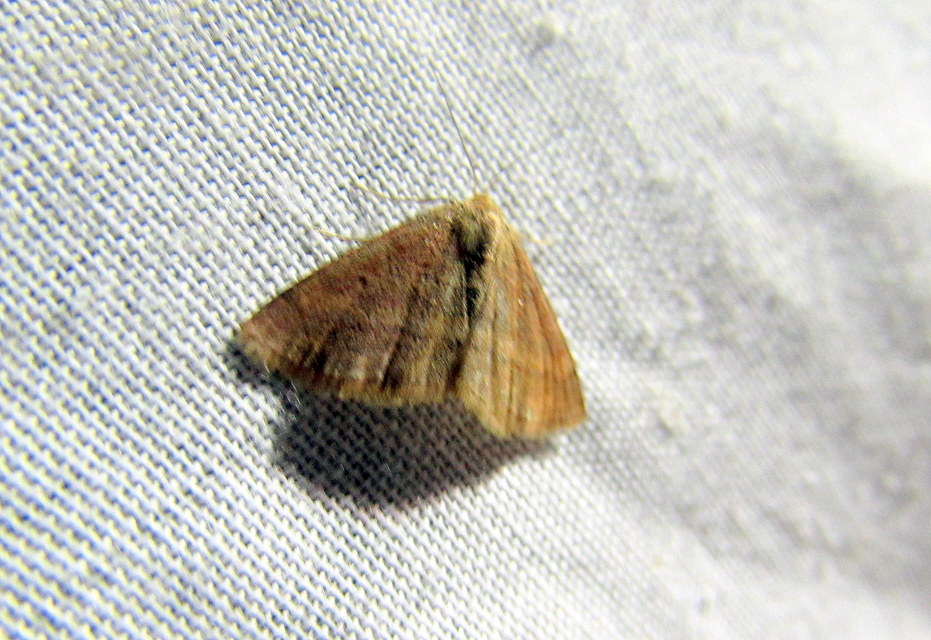 Scopula rubiginata - réti pirosaraszoló