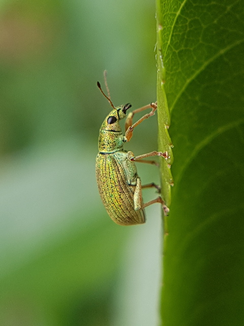 Polydrusus formosus - selymes lombormányos